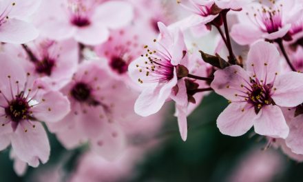 Mengenal Bunga Cantik dari Jepang