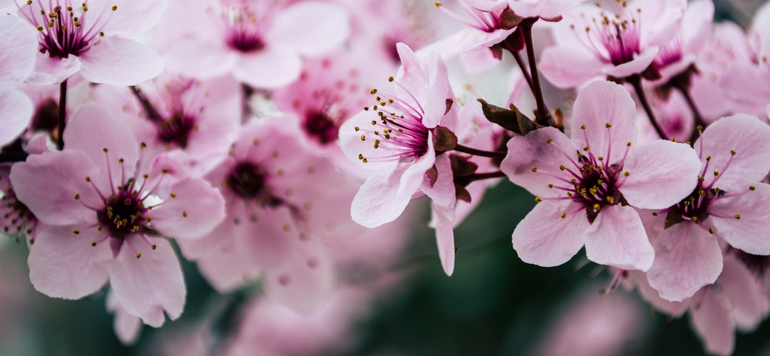 Mengenal Bunga Cantik dari Jepang